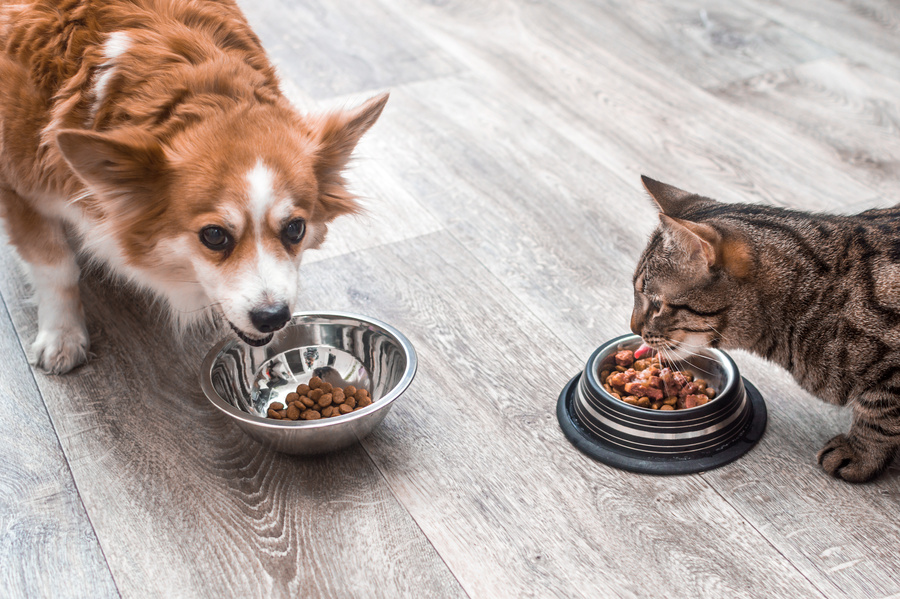 Pet eating food. Dog and cat eating food from bowl. Close up